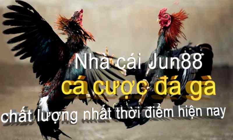 Đá gà trực tuyến trên Jun88- Chơi là mê